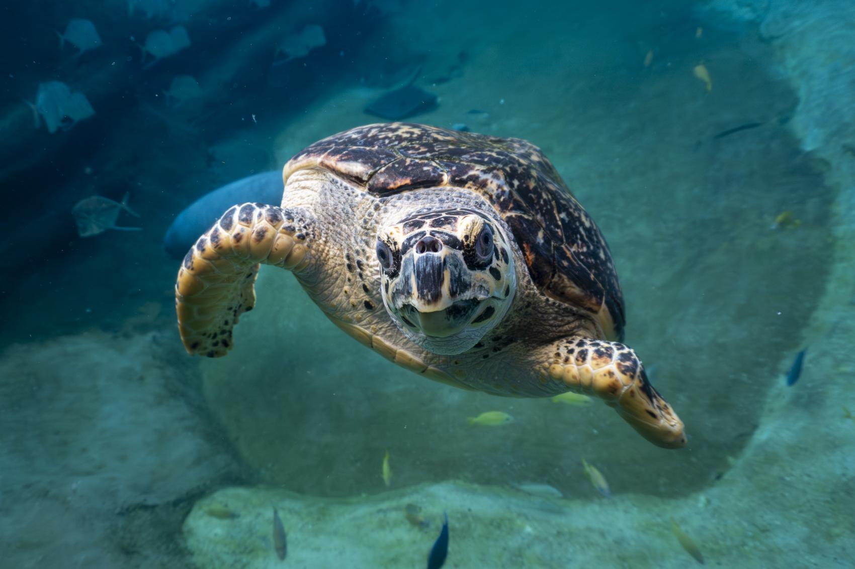 Columbus Zoo Aquarium habitat