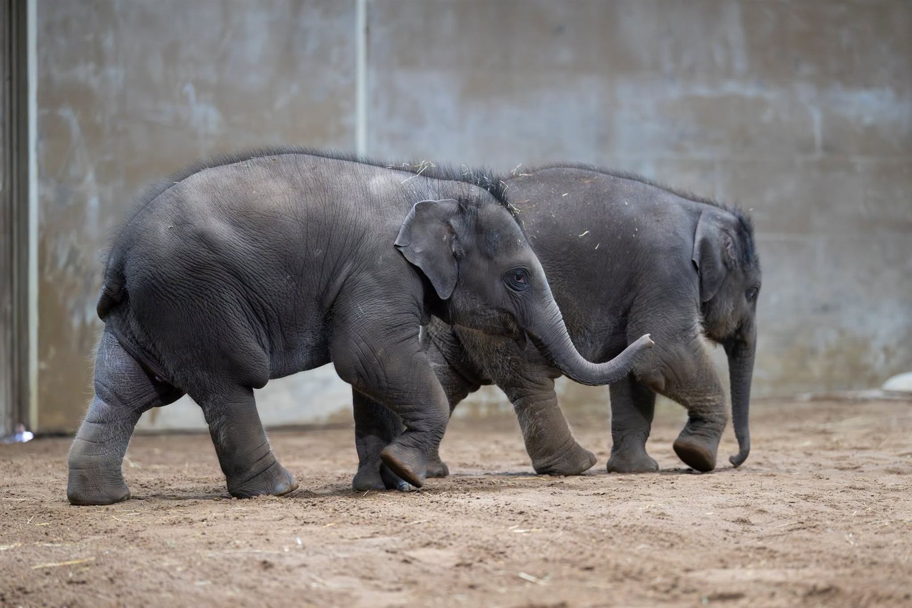 Columbus Zoo animals